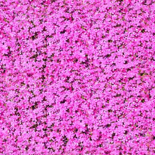 Pink flowers is a royalty-free texture in the category: seamless pot tileable pattern flower pink
