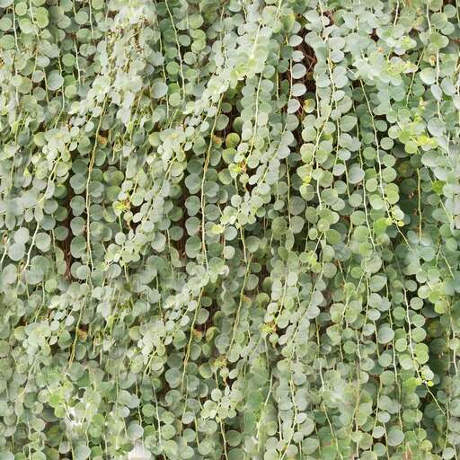 Ivy caper leaves is a royalty-free texture in the category: seamless pot tileable leaves pattern ivy caper