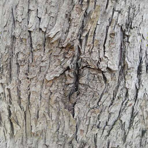 Tree bark branch is a royalty-free texture in the category: seamless pot tileable tree branch bark pattern