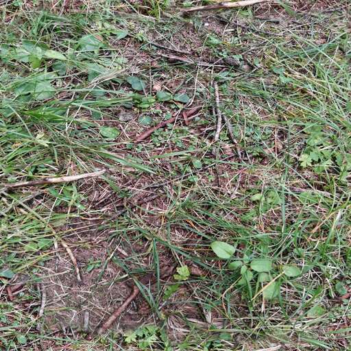 Forest grass is a royalty-free texture in the category: seamless pot grass ground tileable forest pattern nature vegetation