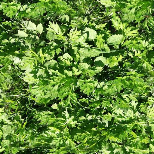 4096 x 4096 seamless pot grass tileable pattern green nature bush plant weeds weed Green weeds free texture