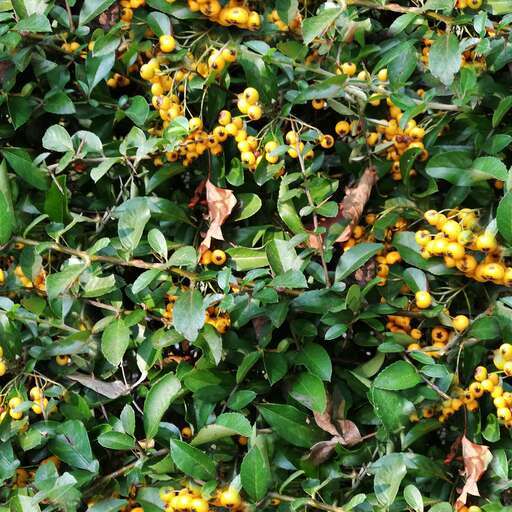 Bush leaves berry is a royalty-free texture in the category: seamless pot tileable tree leaves pattern nature bush berry