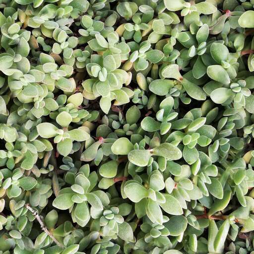 4096 x 4096 seamless pot ground tileable leaves pattern green nature bush plant Plant ground leaves free texture