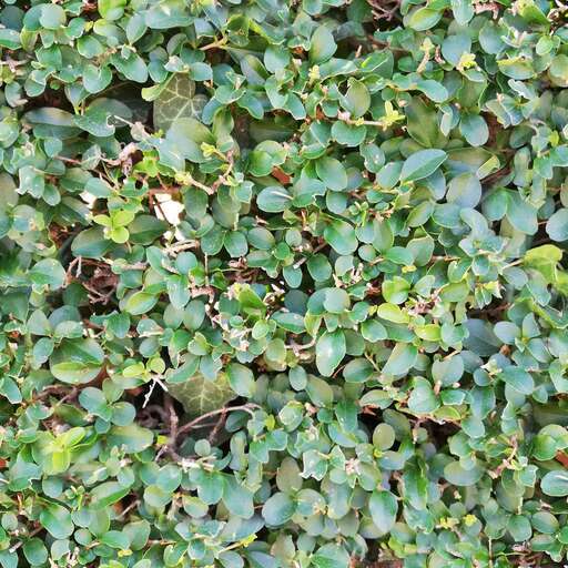 4096 x 4096 seamless pot tileable leaves pattern nature bush plant edge Bush edge leaves free texture