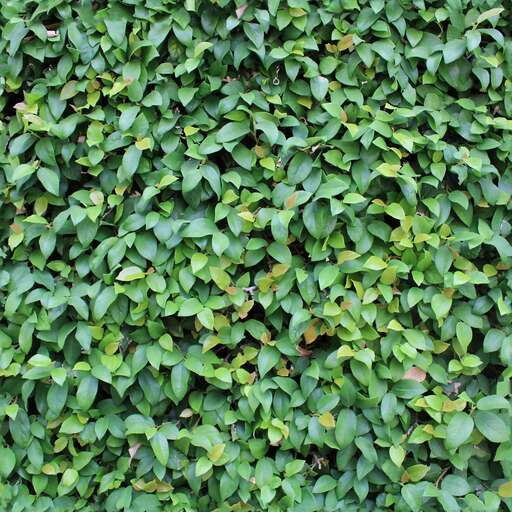 4096 x 4096 seamless pot leaves nature headge foliage Hedge leaves free texture