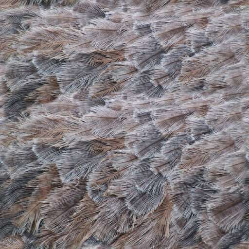 Bird feathers is a royalty-free texture in the category: seamless pot tileable feather animal bird pattern