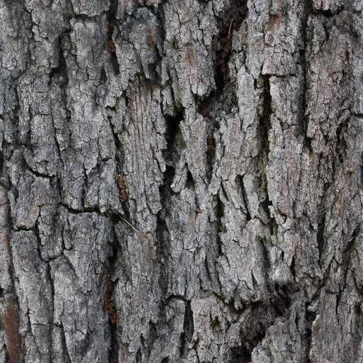 4096 x 4096 seamless pot gray tree bark nature Gray tree bark free texture