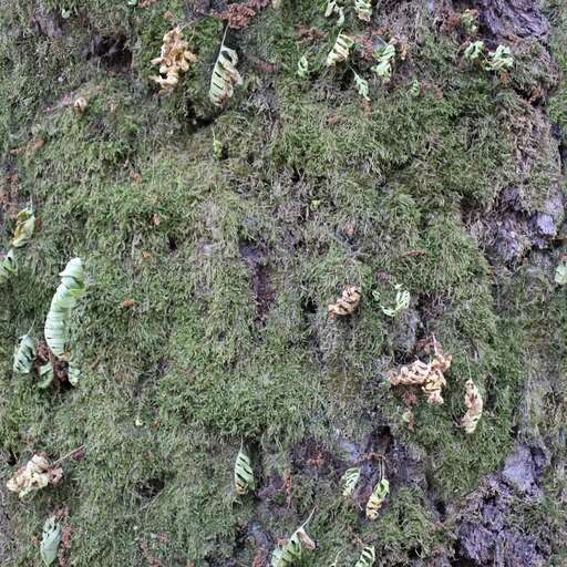 4096 x 4096 seamless pot tree bark nature moss Tree bark with moss free texture