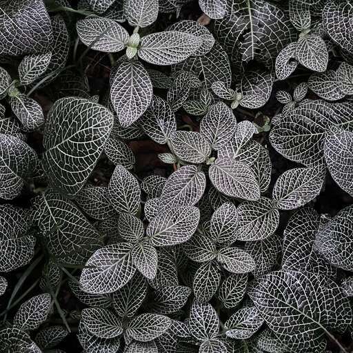 4096 x 4096 seamless dark black leaves pattern nature leaf foliage Dark lucy leaves free texture