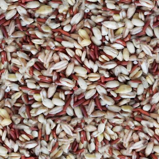 4096 x 4096 seamless pot tileable food rice seed cereal pattern Rice seeds cereals free texture