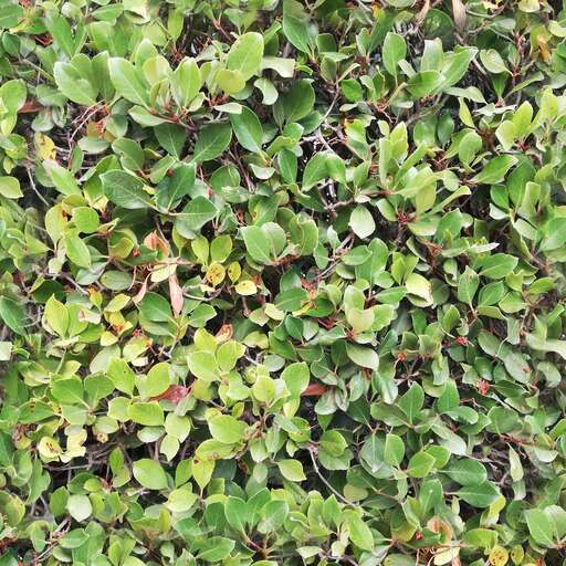Hedge wall  is a royalty-free texture in the category: seamless pot tileable wall leaves pattern green hedge
