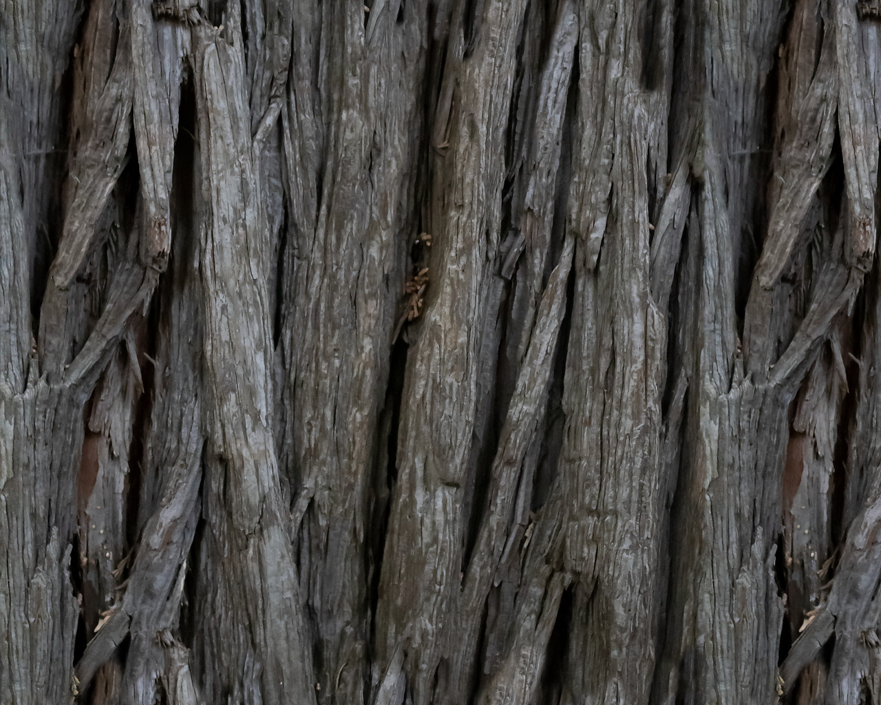 Old Tree Bark Texture Image & Photo (Free Trial)